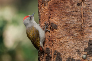 African Gray Woodpecker (Chloropicus goertae)