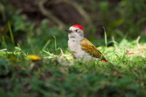 African Gray Woodpecker (Chloropicus goertae)