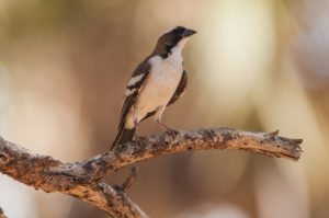 White-browed Sparrow-weaver (Plocepasser mahali)