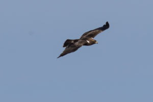 Booted Eagle (Hieraaetus pennatus)