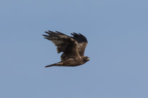 Booted Eagle (Hieraaetus pennatus)