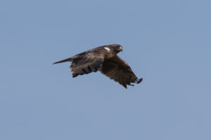 Booted Eagle (Hieraaetus pennatus)