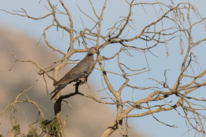 Dusky Turtle-Dove (Streptopelia lugens)