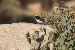 Arabian Wheatear (Oenanthe lugentoides)