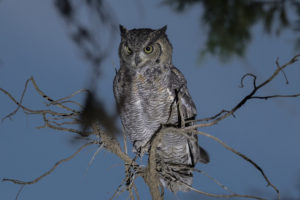 Spotted Eagle-Owl (Arabian) (Bubo africanus milesi)