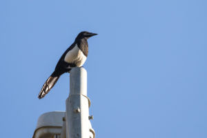 Eurasian Magpie (Arabian) (Pica pica asirensis)