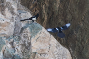 Eurasian Magpie (Arabian) (Pica pica asirensis)