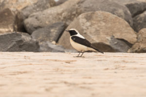 Black-eared Wheatear (Eastern) (Oenanthe hispanica melanoleuca)