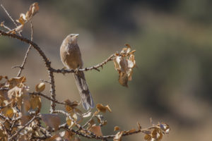 Arabian Babbler (Turdoides squamiceps)