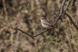 Persian Wheatear (Oenanthe chrysopygia)