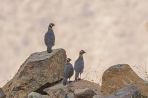 Arabian Partridge (Alectoris melanocephala)