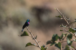 Shining Sunbird (Cinnyris habessinicus)