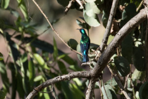 Shining Sunbird (Cinnyris habessinicus)