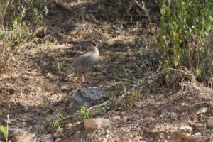 Arabian Partridge (Alectoris melanocephala)