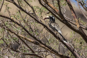 African Gray Hornbill (Lophoceros nasutus)