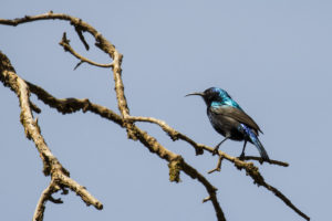 Palestine Sunbird (Cinnyris osea)