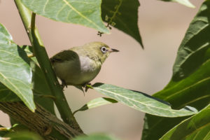 Abyssinian White-eye (Zosterops abyssinicus)