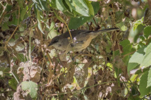 Yemen Warbler (Sylvia buryi)