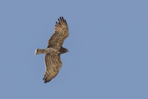 Short-toed Snake-Eagle (Circaetus gallicus)