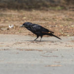 Tristram’s Starling (Onychognathus tristramii)