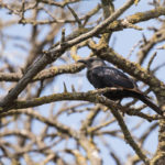 Tristram’s Starling (Onychognathus tristramii)