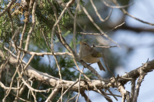 Brown Woodland-Warbler (Phylloscopus umbrovirens)