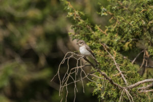 Gambaga Flycatcher (Muscicapa gambagae)