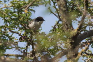 Arabian Warbler (Sylvia leucomelaena)