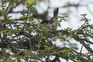 Arabian Warbler (Sylvia leucomelaena)