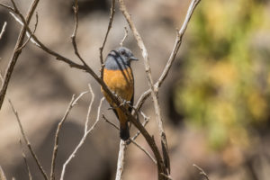 Little Rock-Thrush (Monticola rufocinereus)