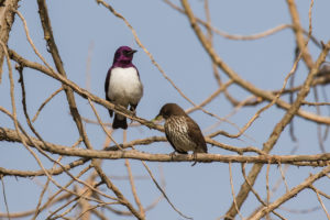 Violet-backed Starling (Cinnyricinclus leucogaster)