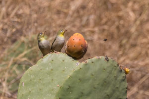 Abyssinian White-eye (Zosterops abyssinicus)