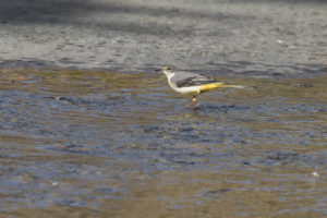 Gray Wagtail (Motacilla cinerea)