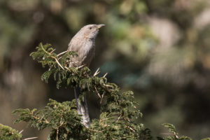 Arabian Babbler (Turdoides squamiceps)