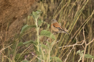 Yemen Linnet (Linaria yemenensis)