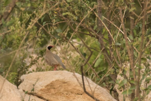 Philby’s Partridge (Alectoris philbyi)