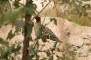 Philby’s Partridge (Alectoris philbyi)