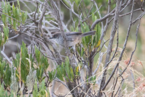 Yemen Warbler (Sylvia buryi)