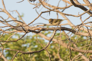 Brown Woodland-Warbler (Phylloscopus umbrovirens)