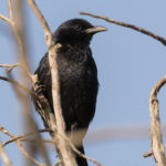 Tristram’s Starling (Onychognathus tristramii)