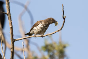 Violet-backed Starling (Cinnyricinclus leucogaster)