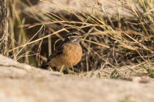 Cinnamon-breasted Bunting (Emberiza tahapisi)