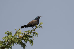 Palestine Sunbird (Cinnyris osea)