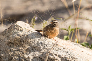 Cinnamon-breasted Bunting (Emberiza tahapisi)