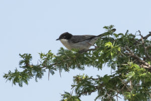 Arabian Warbler (Sylvia leucomelaena)