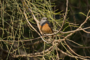 Little Rock-Thrush (Monticola rufocinereus)