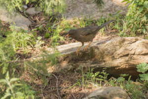 Yemen Thrush (Turdus menachensis)