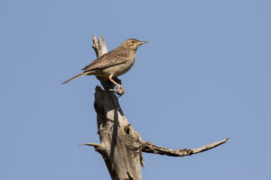 African Pipit (Anthus cinnamomeus)