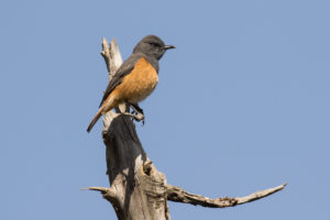 Little Rock-Thrush (Monticola rufocinereus)