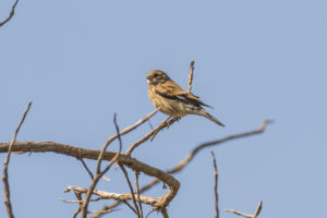 Yemen Linnet (Linaria yemenensis)